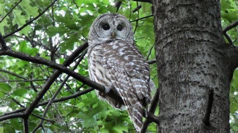 Barry the Central Park Barred Owl