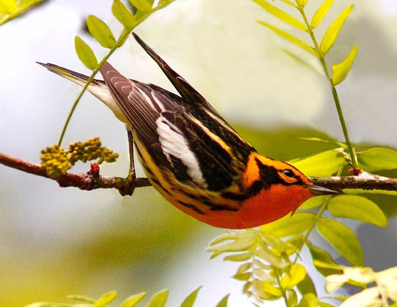 Blackburnian Warbler photo by Dennis Edge