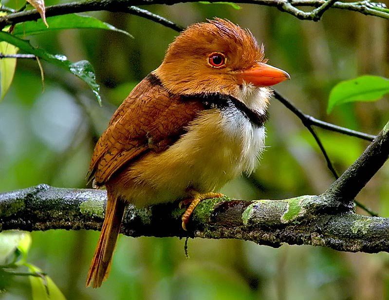 Collared Puffbird of the Amazon Rainforest