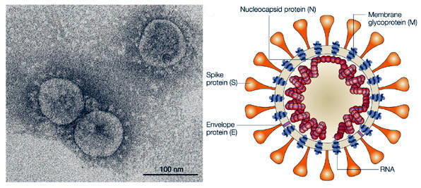 Corona Virus Structure