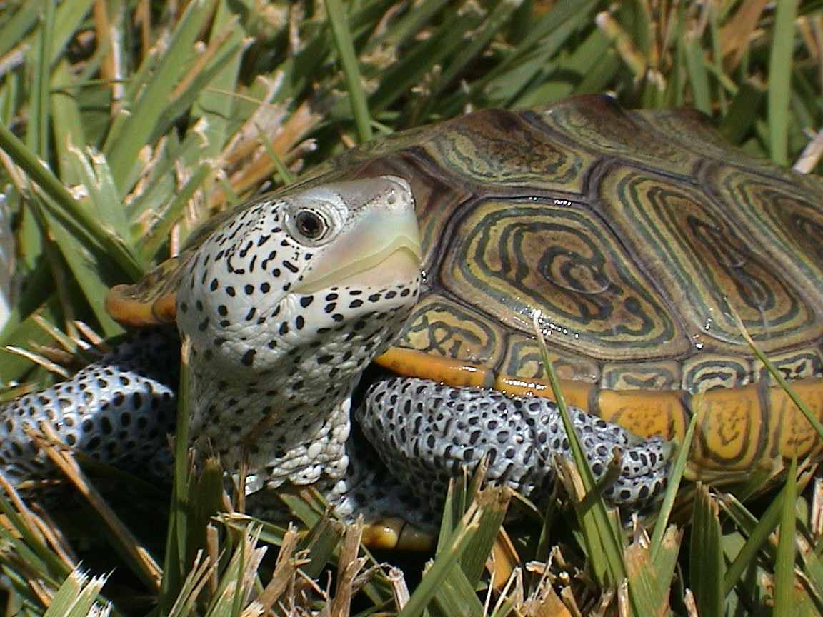 Diamondback Terrapin