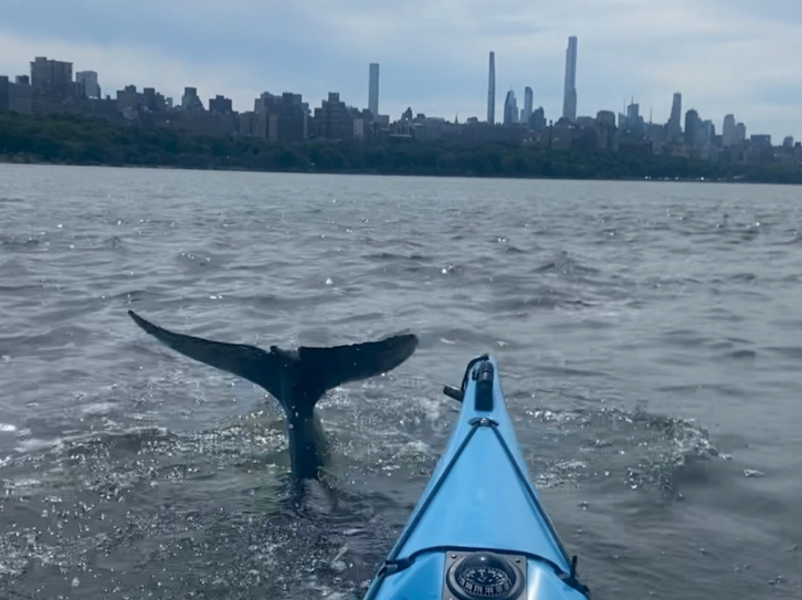 Dolphin and Kayak in Hudson River