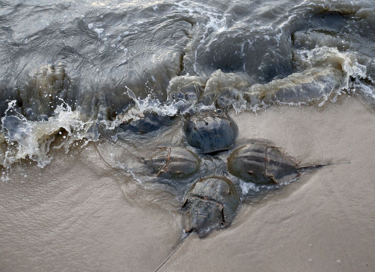 Five Horseshoe Crabs