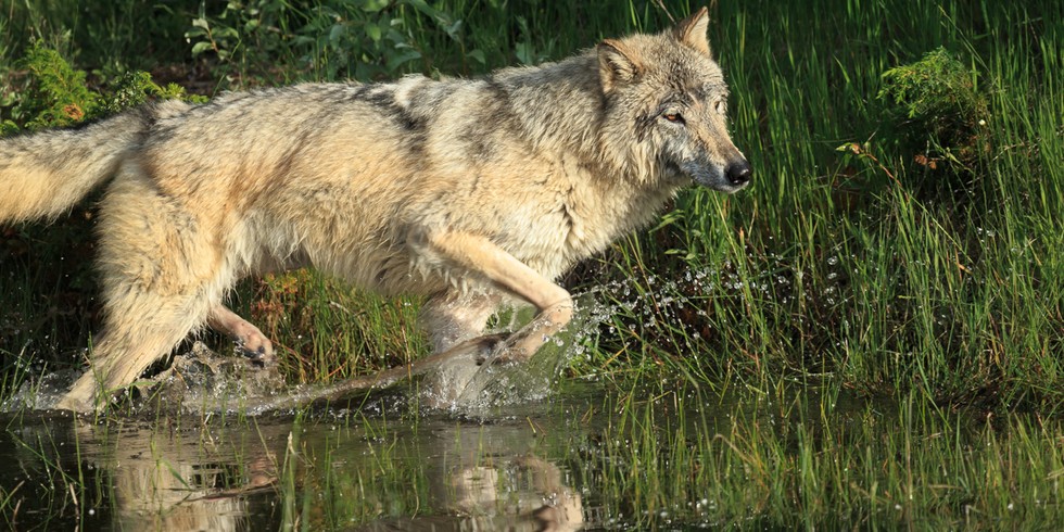 Gray Wolf