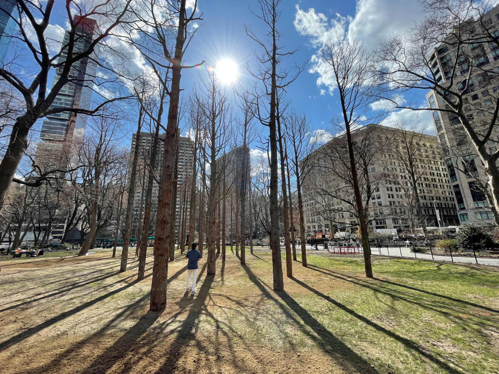 Maya Lin Dead Forest