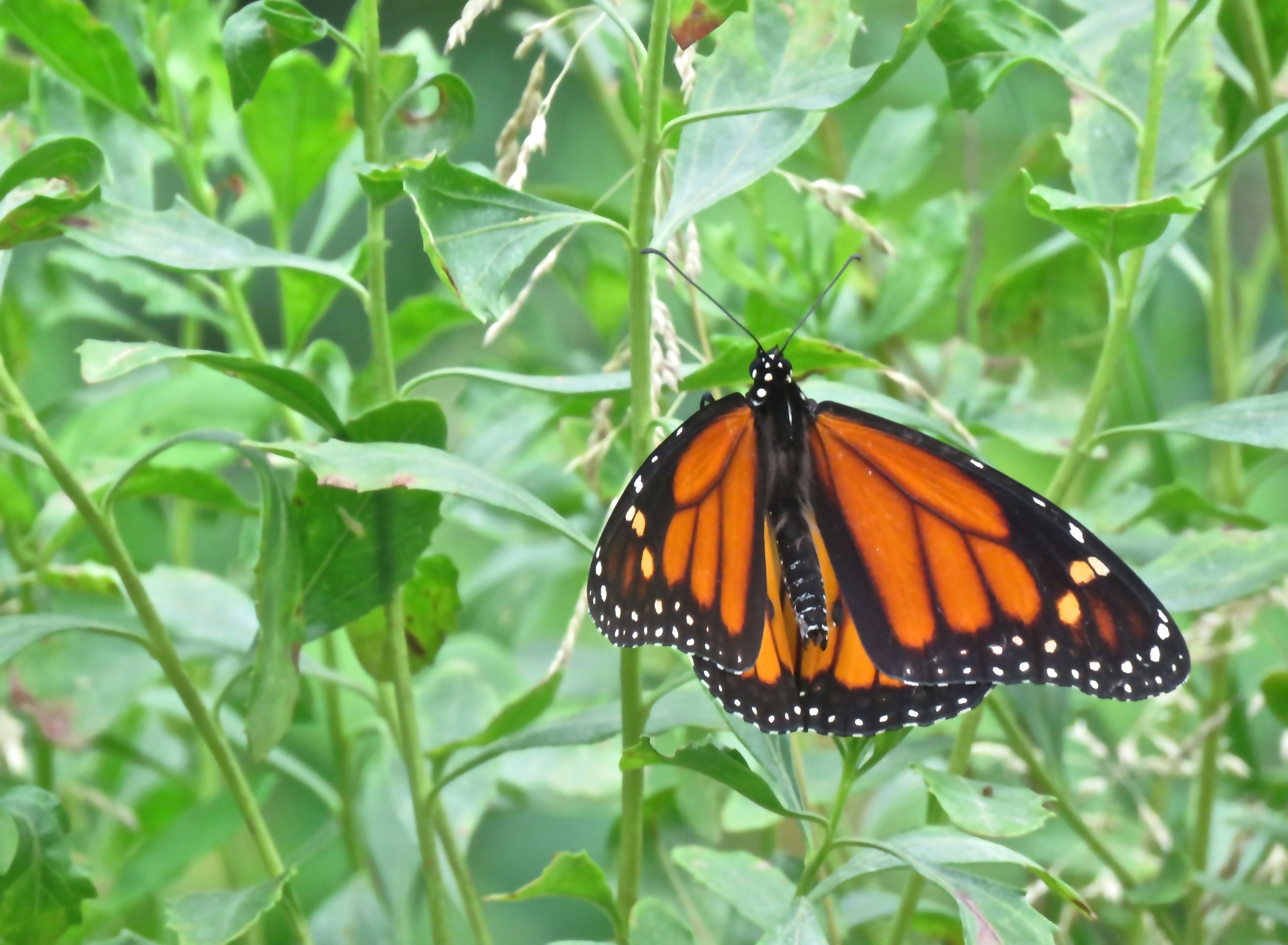 Monarch Butterfly, Jamaica Bay, photo by Anne Lazarus