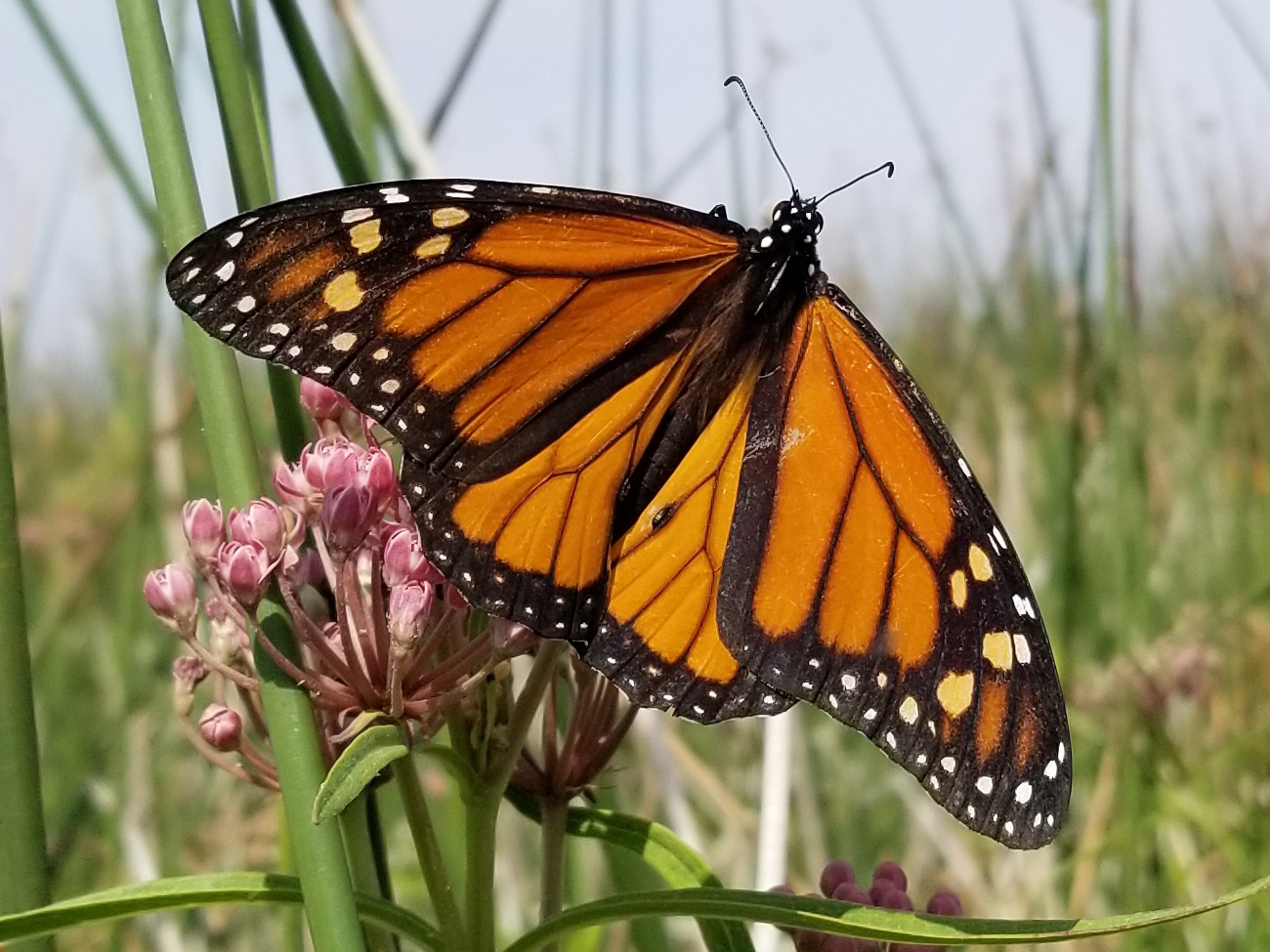 Monarch Butterfly on Milkweed