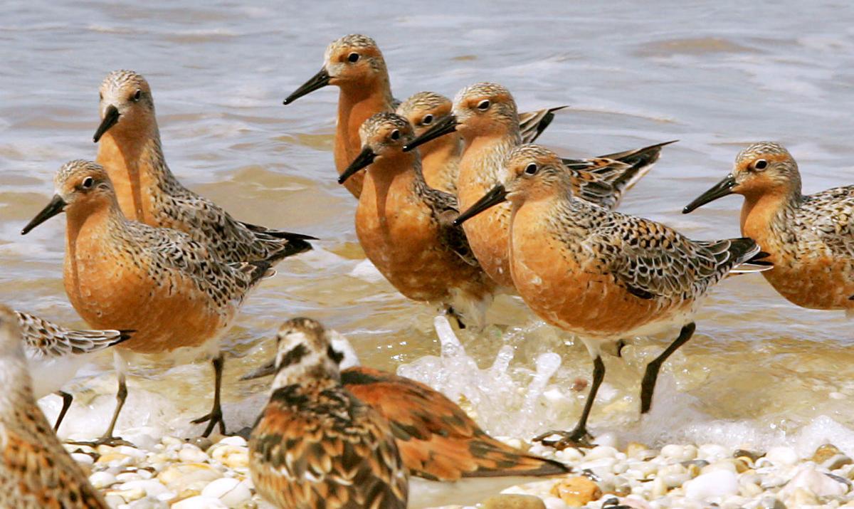 Red Knots