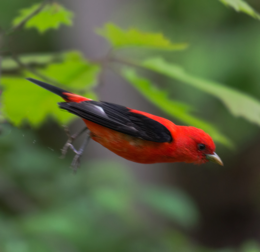 Scarlet Tanager Flying in Central Park, NYC photo by Joel Golumbek, 2012
