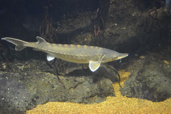 Atlantic Sturgeon