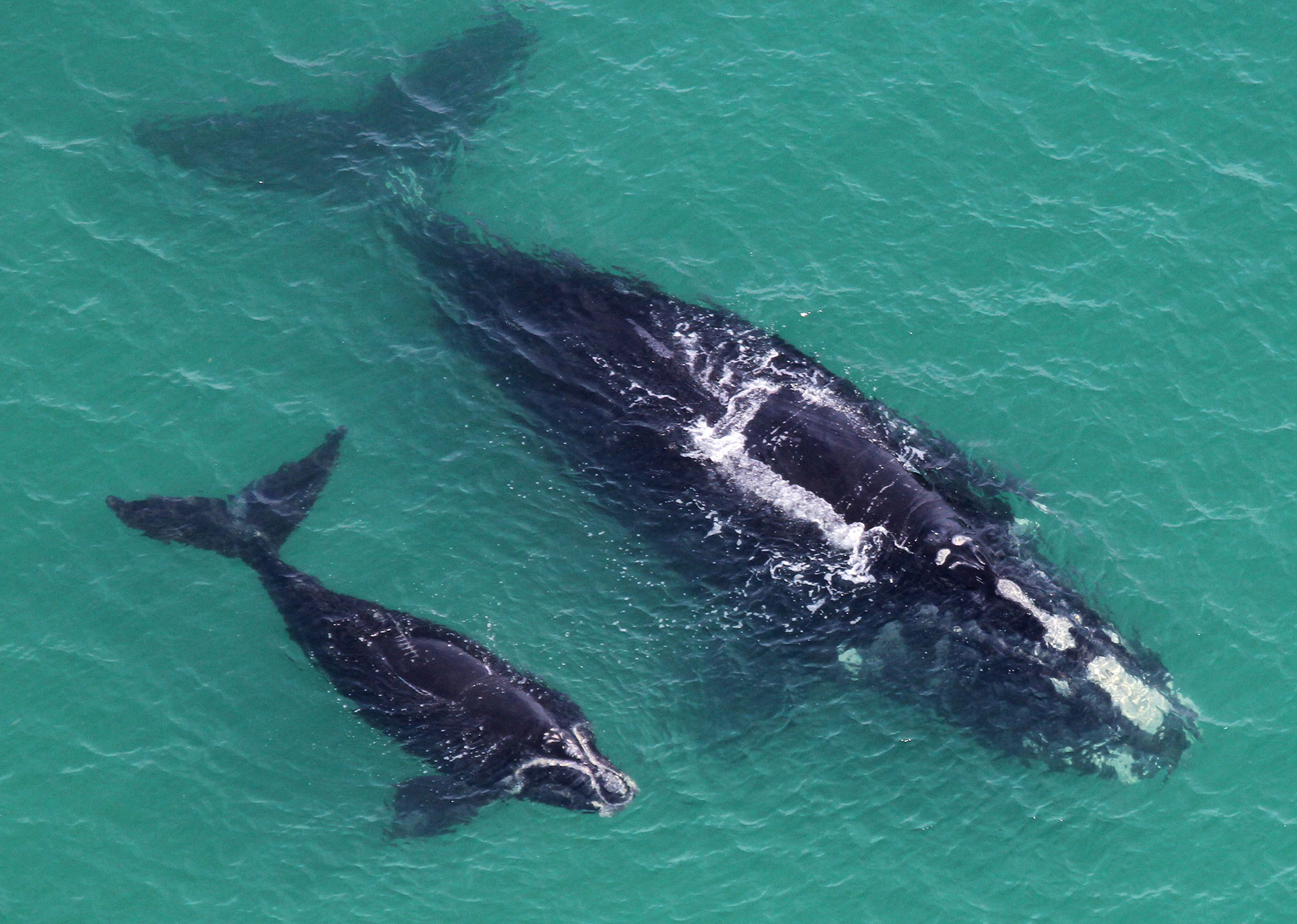 mother and calf North Atlantic Right Whale