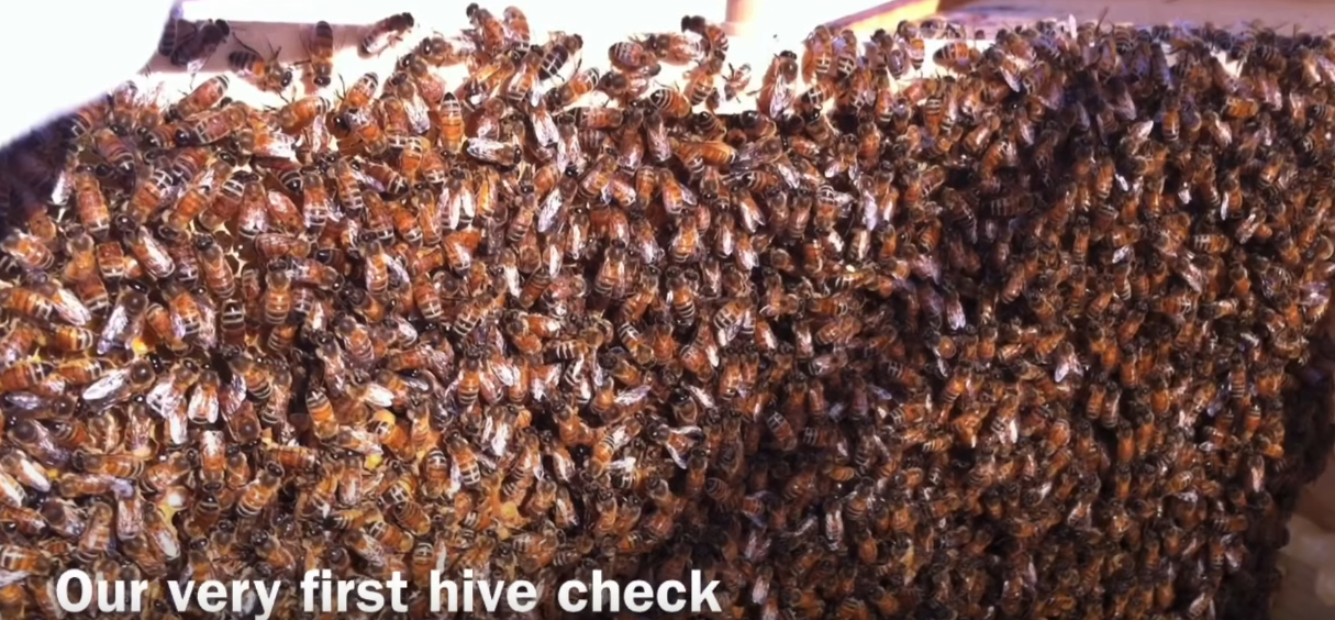 Bees in a Beehive