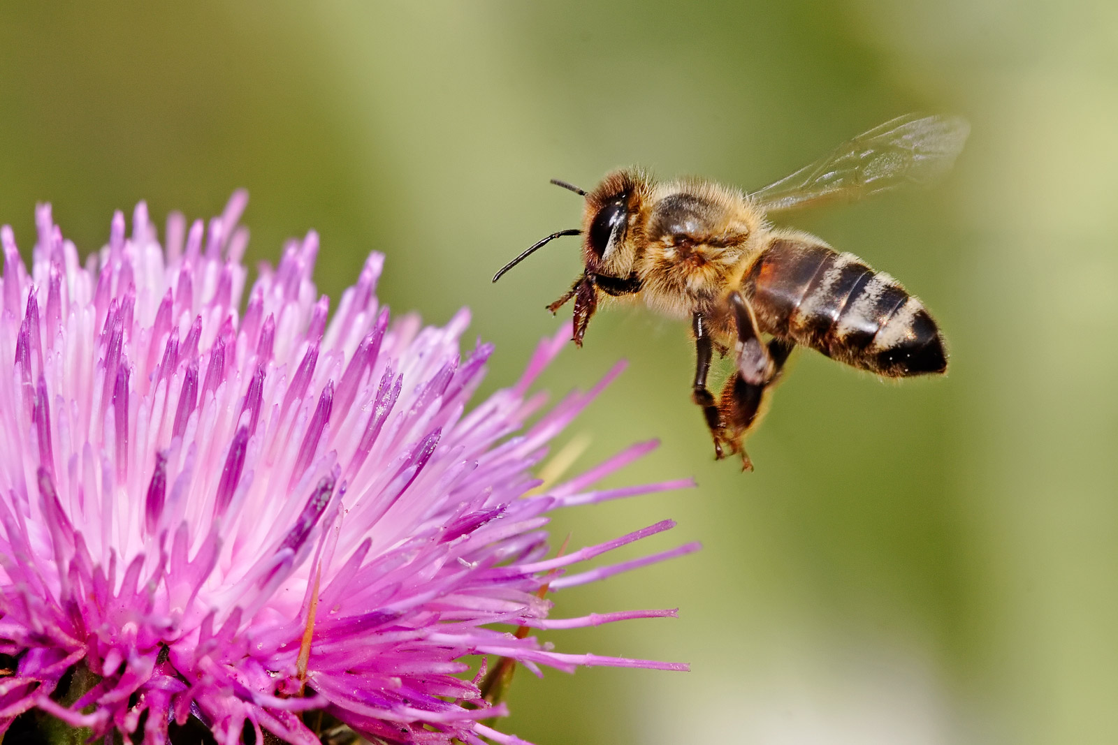 Bee flying to a milk thistle flower