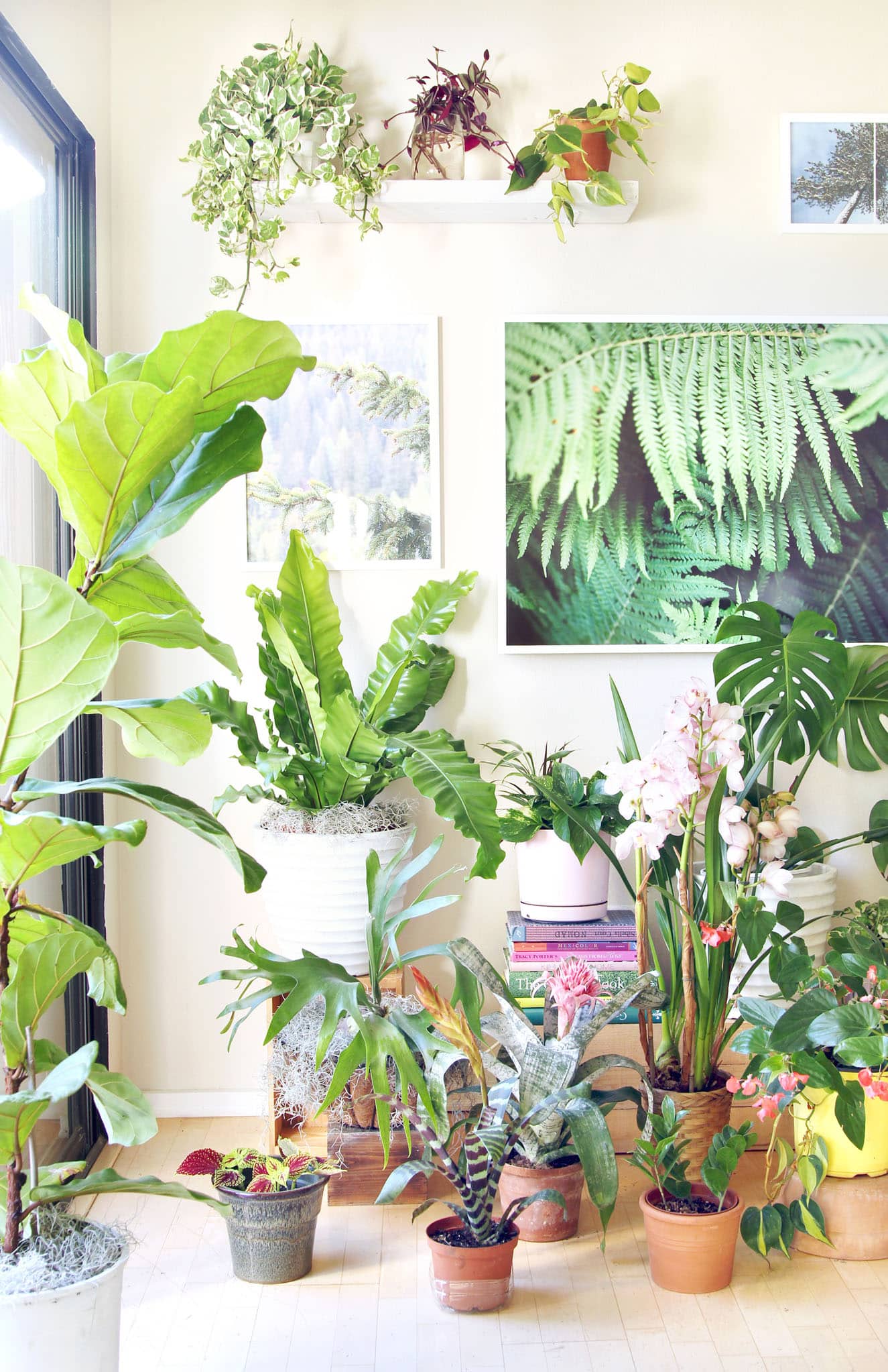 indoor plants