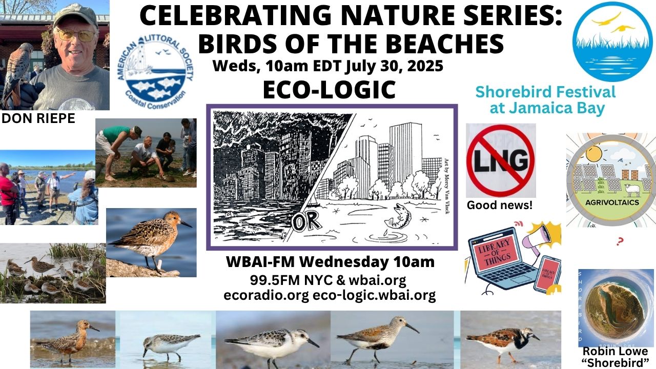 meme Eco-Logic 7-30-25 Shorebirds