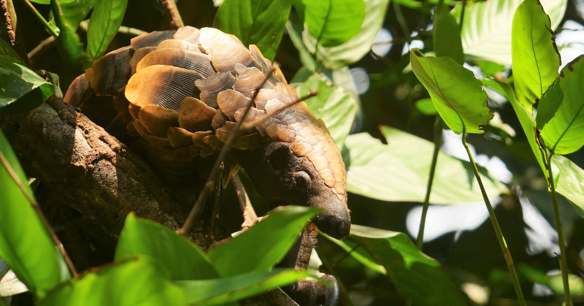 Pangolin in a tree