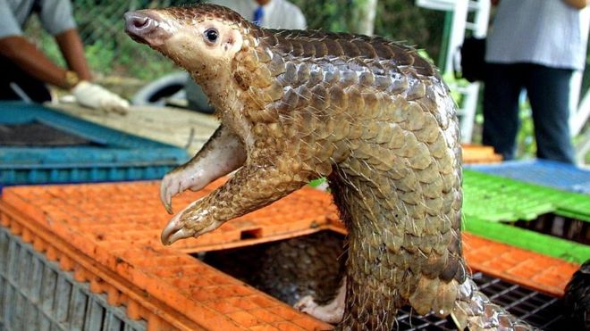 Pangolin