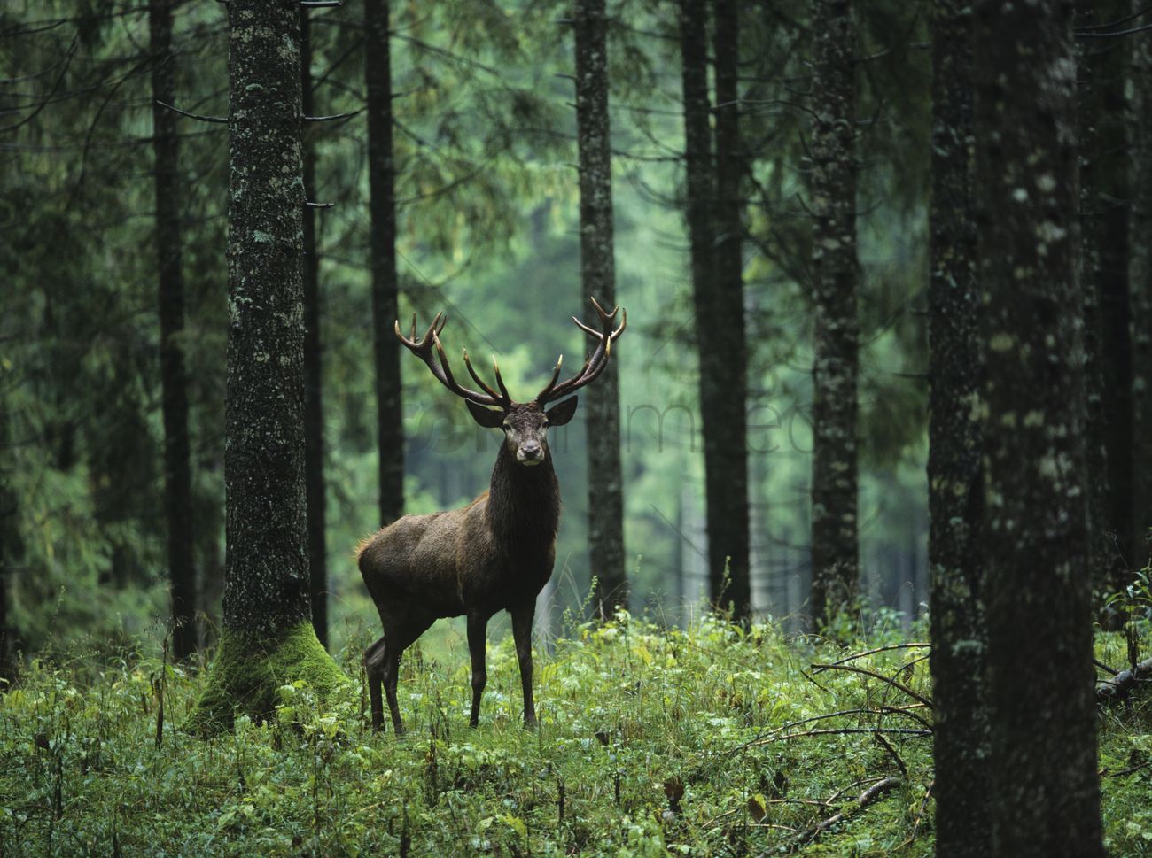 Red Deer stag in a forest