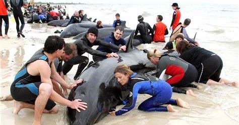 Stranded Whale